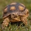 laughing_turtle